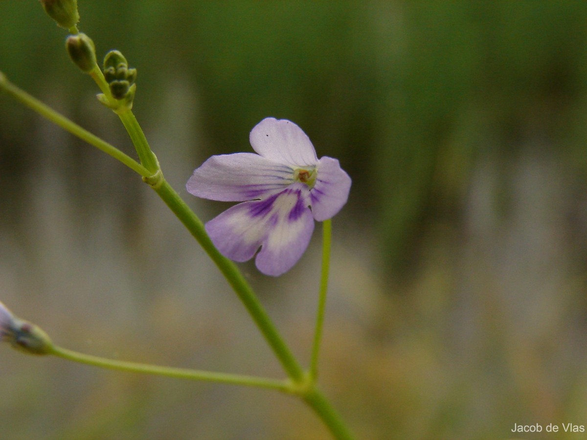 Dopatrium lobelioides (Retz.) Benth.